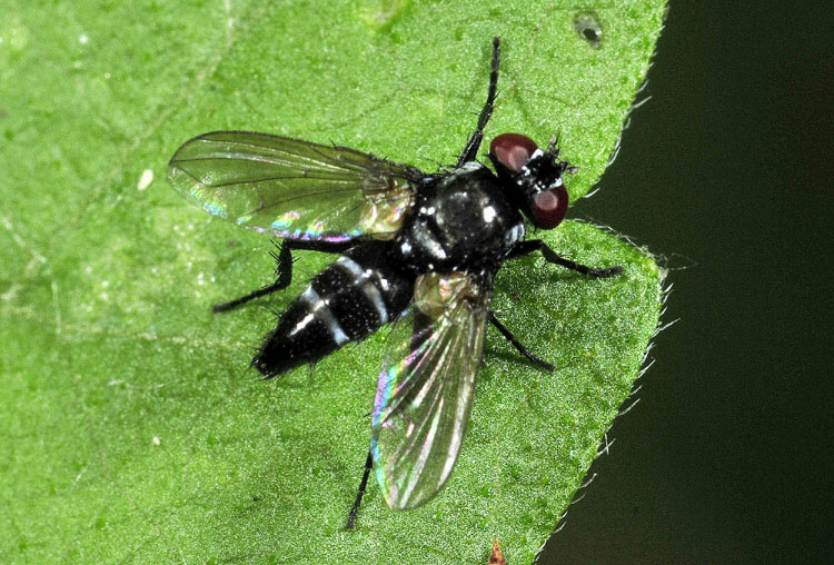 Anthomyiidae ?